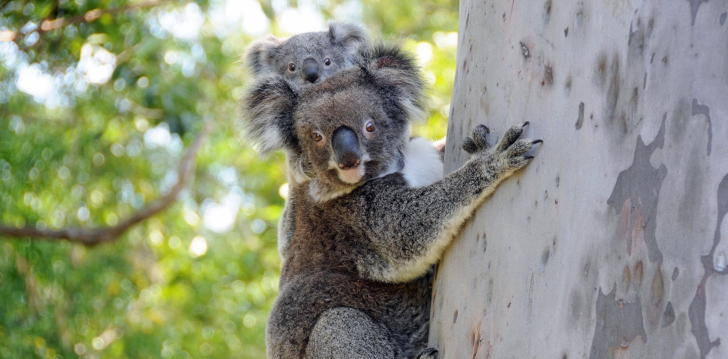 BHP Protecting Koalas Project