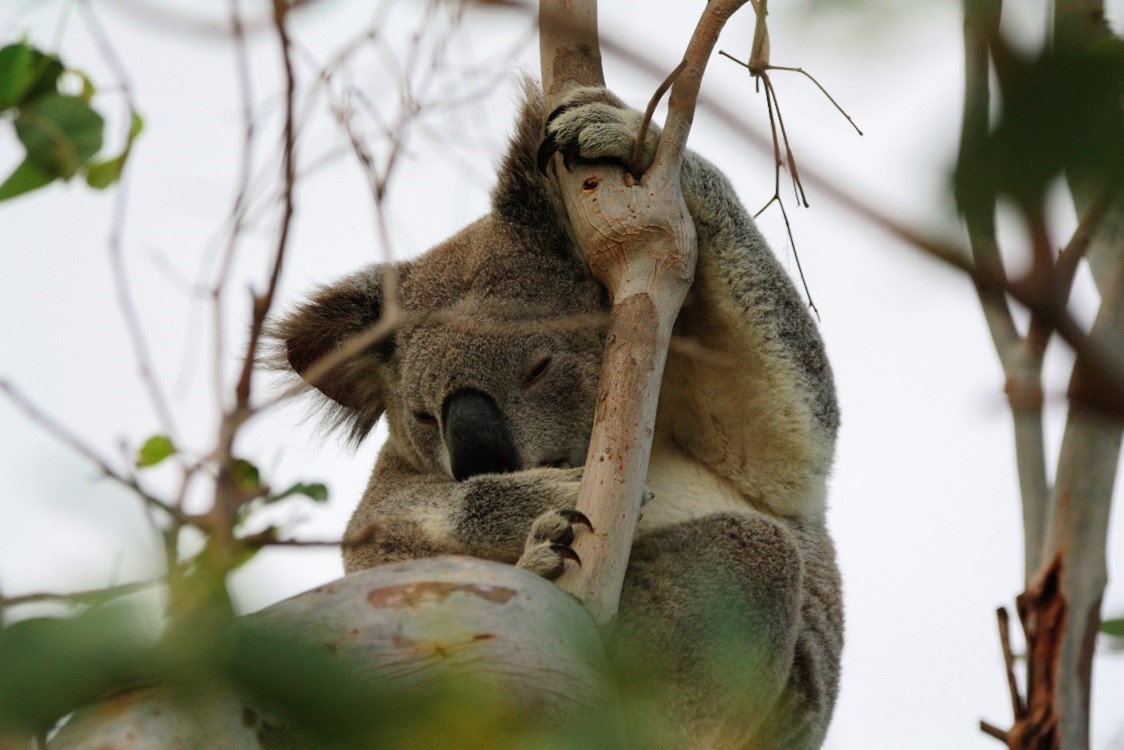 Koala threat management South East Queensland