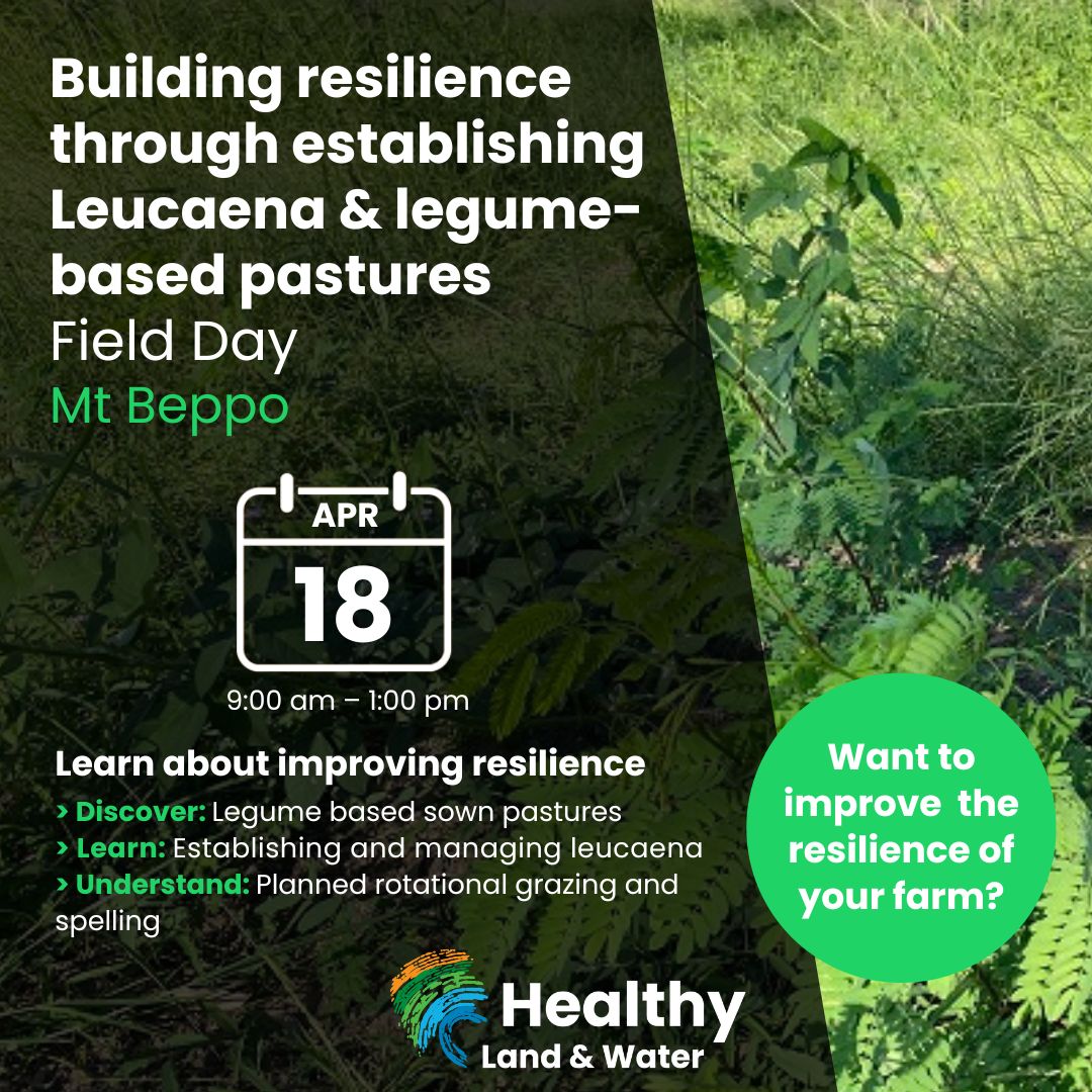 Building resilience through establishing Leucaena & legume-based pastures | Mt Beppo