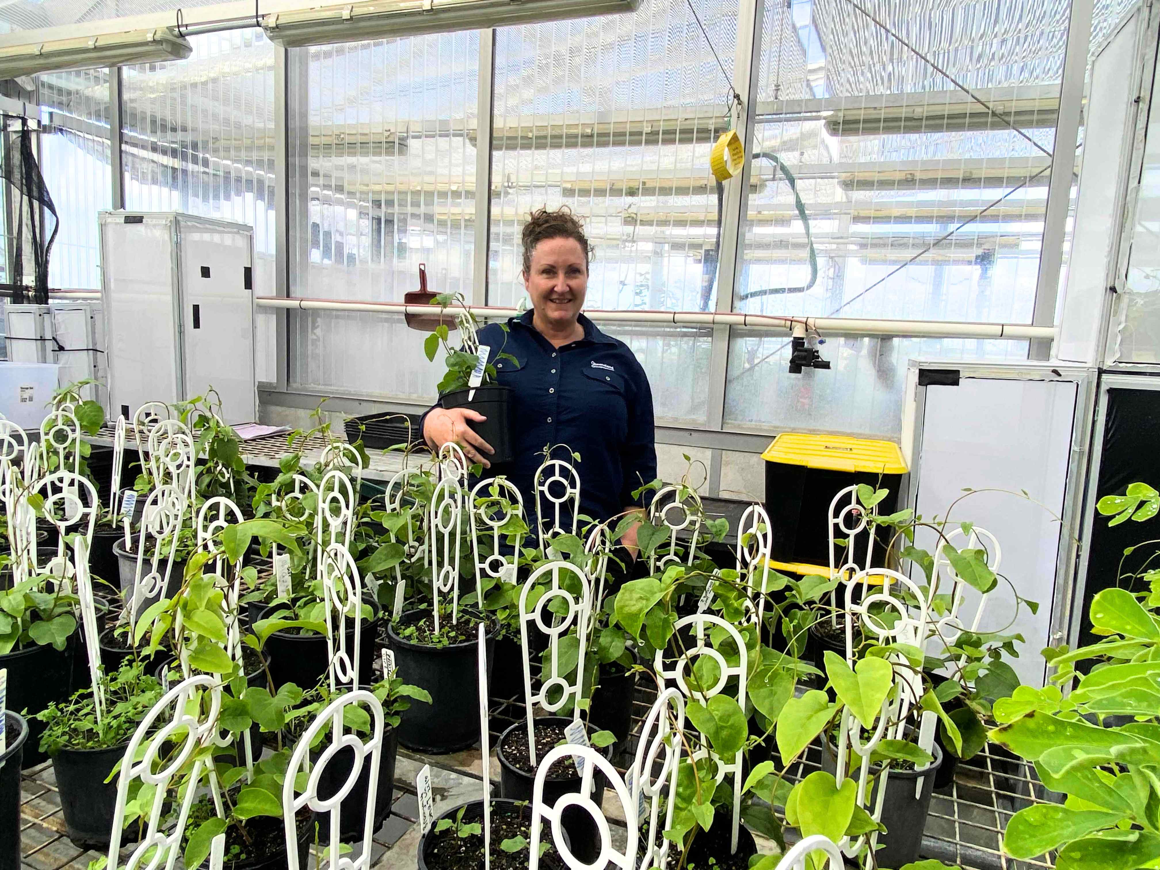 A day in the life of a biocontrol technician tackling Madeira vine