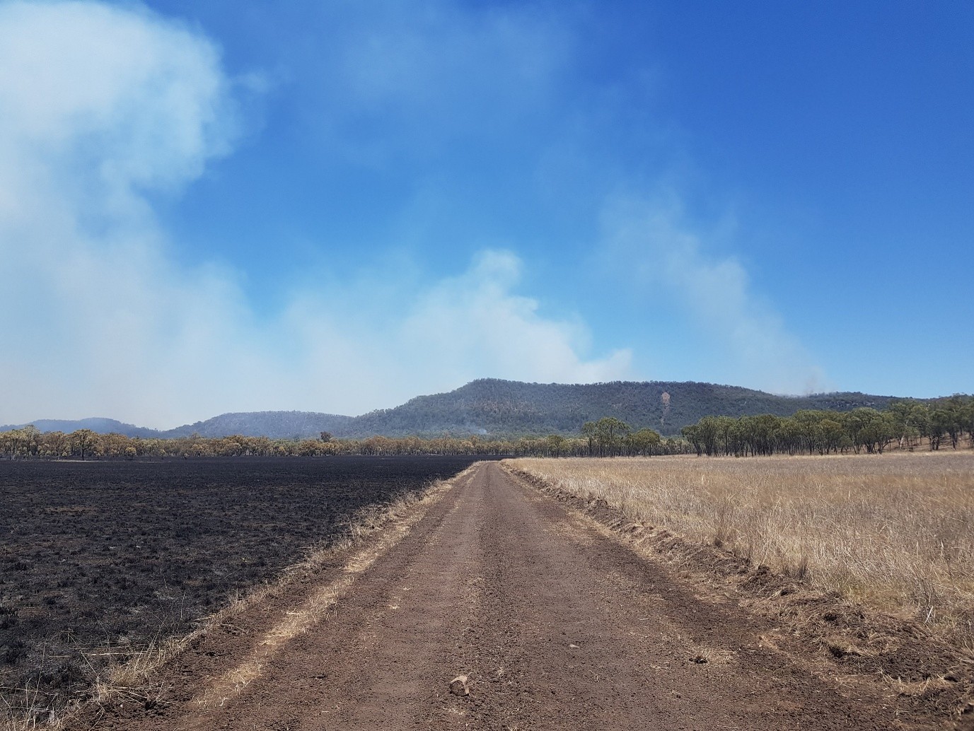 Burning questions: fauna, fire & survival in Australia
