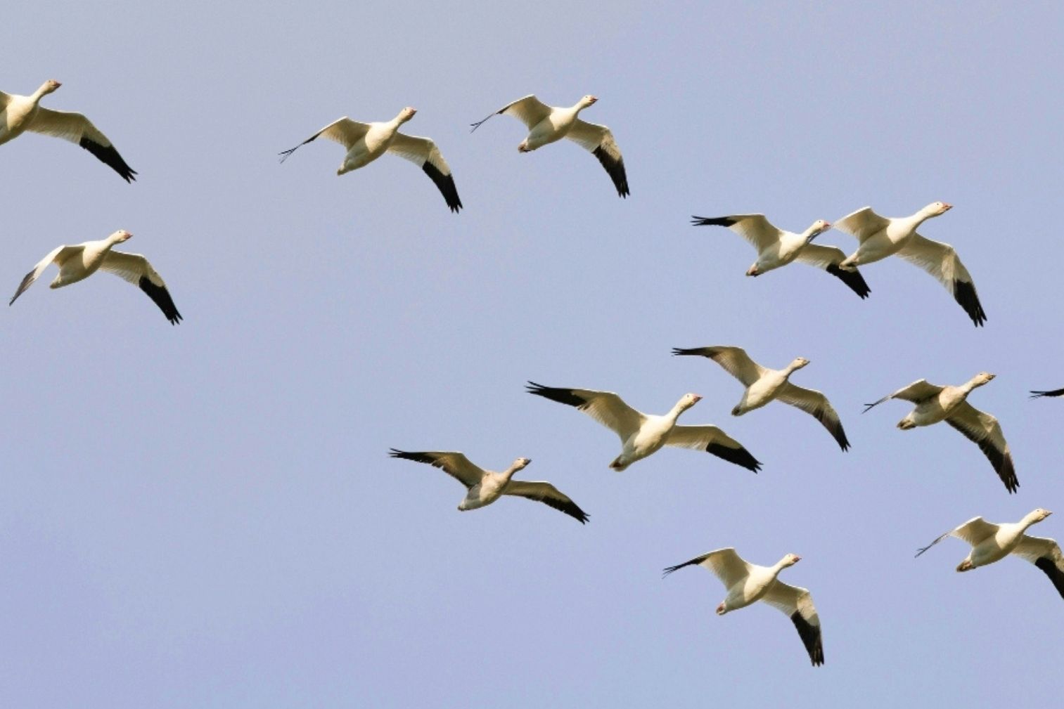 H5 bird flu – what to look out for and how you can help