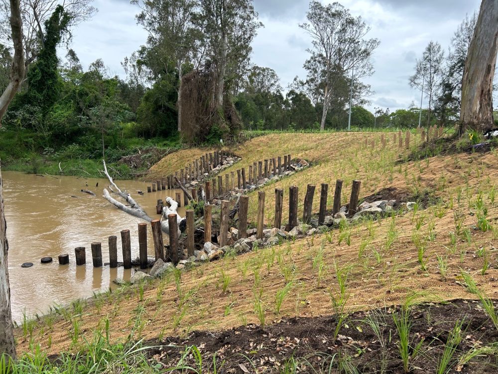 KB Woogaroo piles and rootball