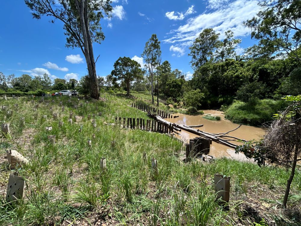 KB Woogaroo piles and rootball 2