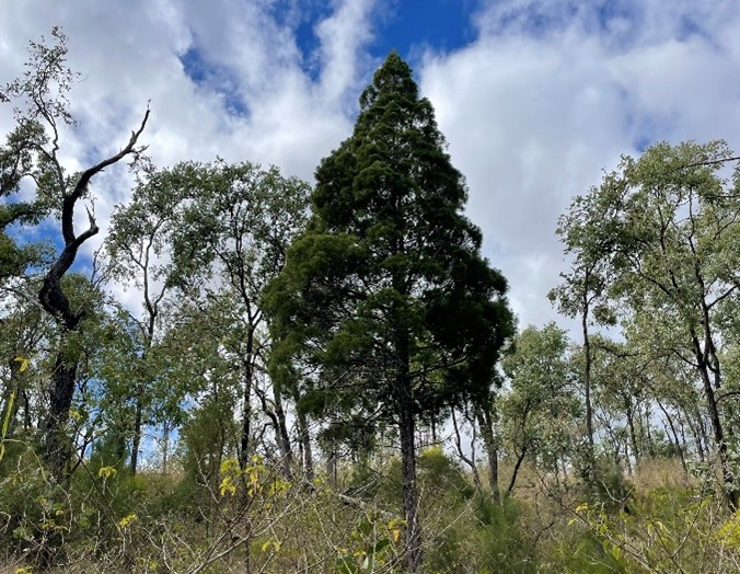 Protecting Callitris baileyi through targeted land management 