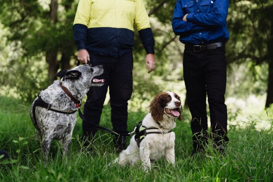 Dogs together TSR field day
