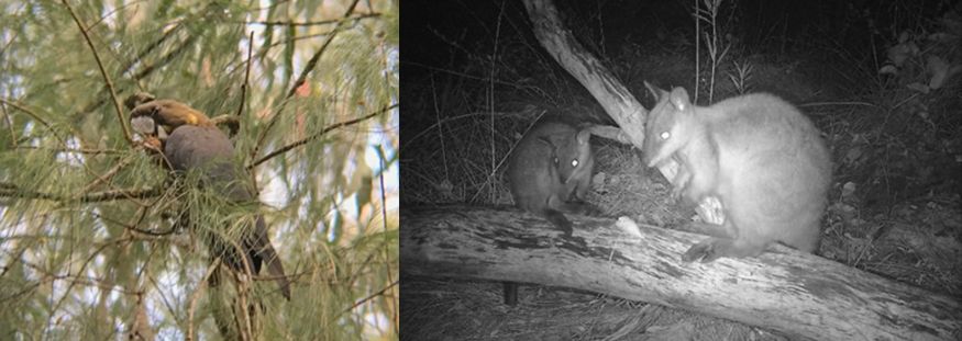 Bush tailed rock wallaby