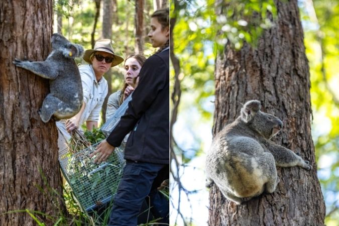 Koalas KTMI mobile vet clinic 1