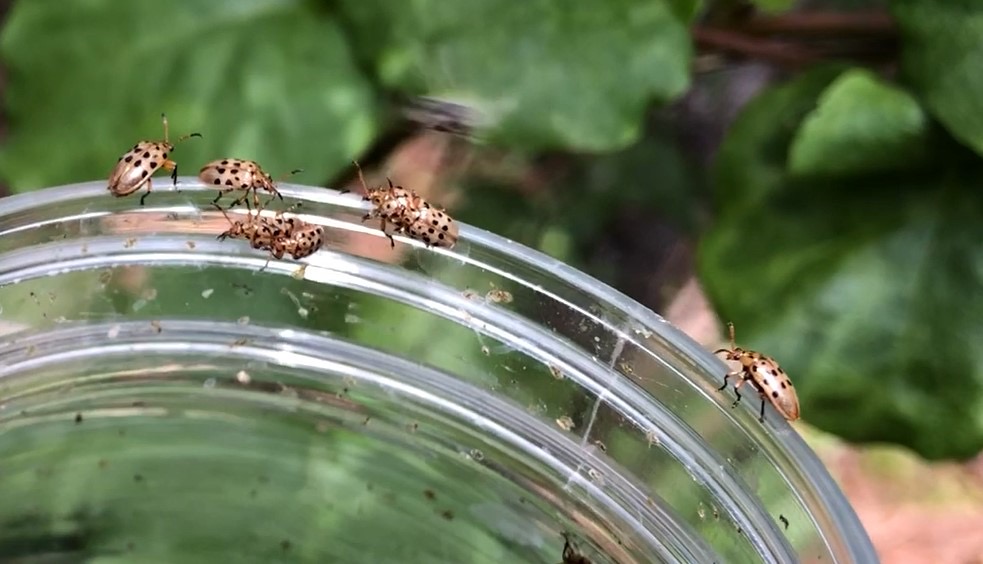 Beetles close up on jar