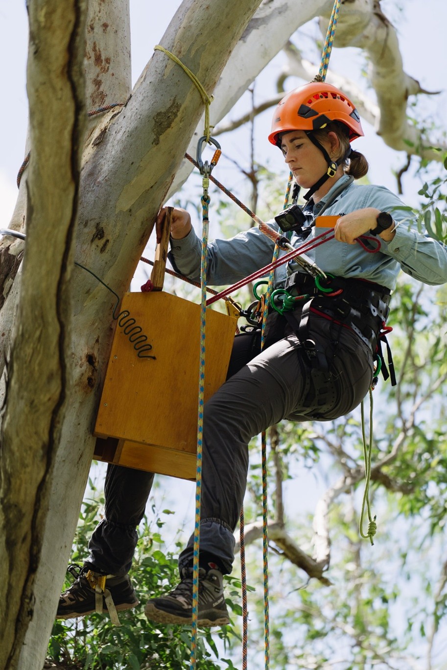 Indi installing nest box on tree TSR field day