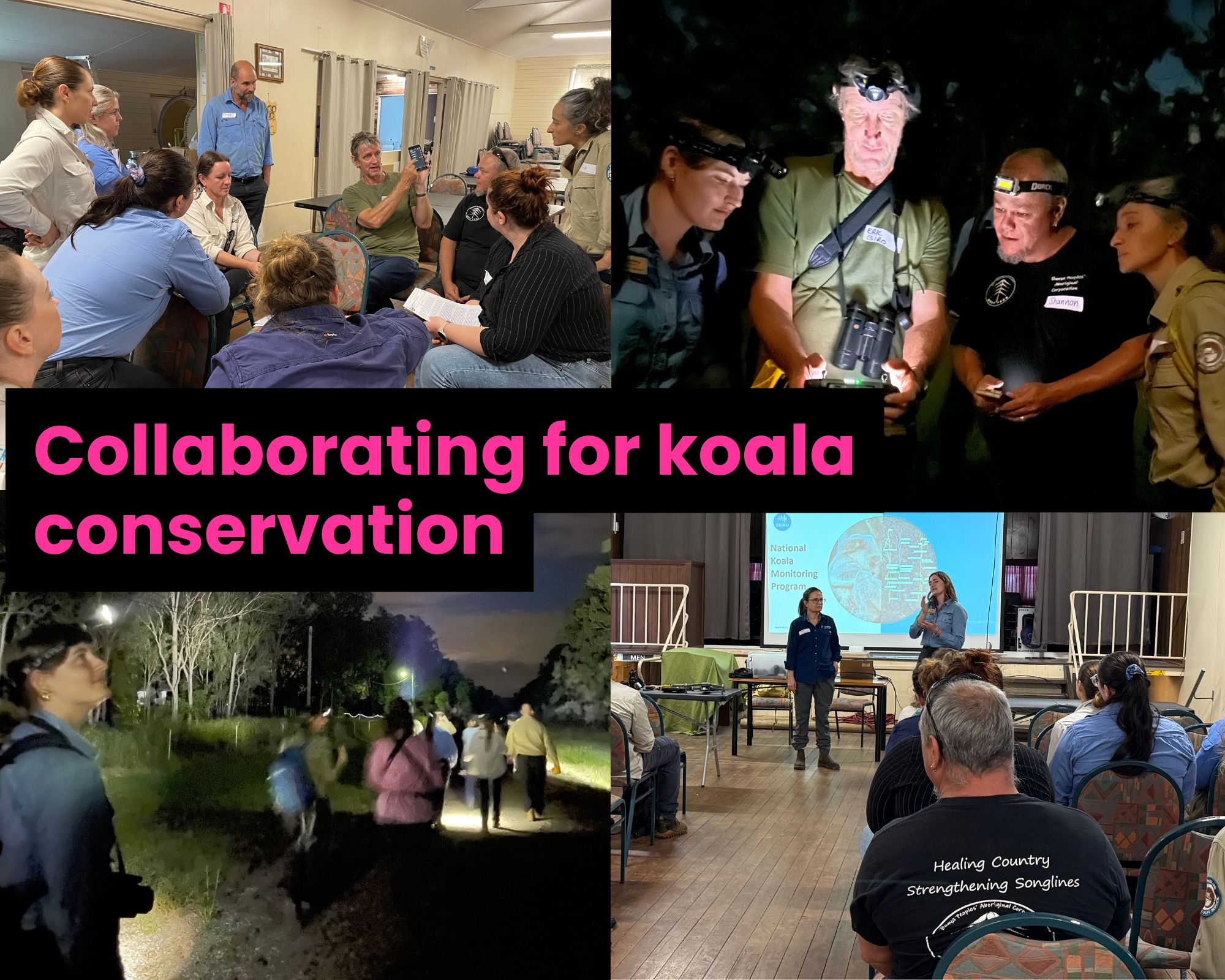 Collaborating for koala conservation
