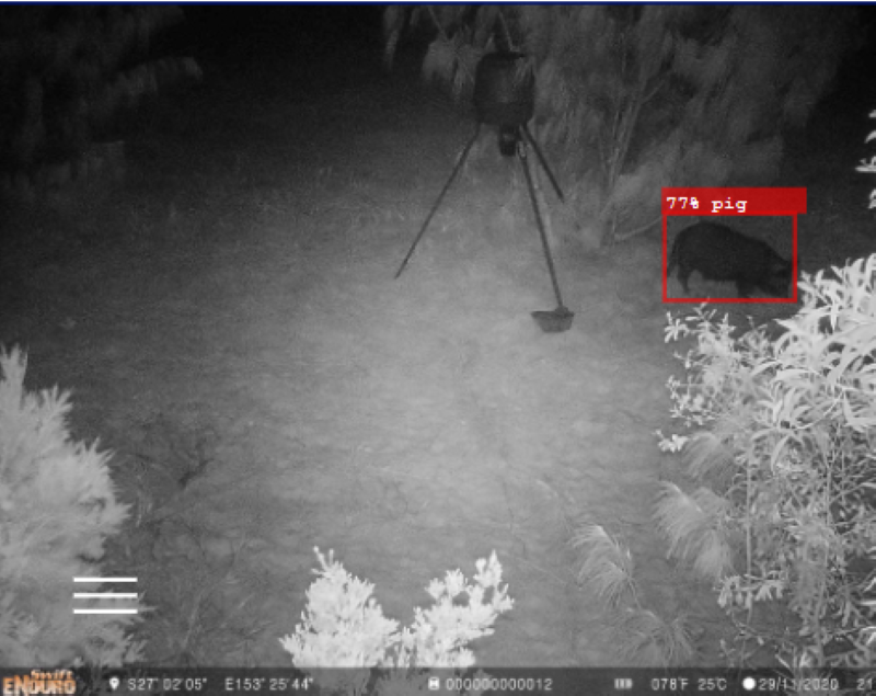 Heath Island East first pig 29 November 2020 12 days 