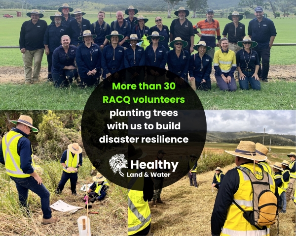 RACQ planting week a story from day 1: hard working volunteers and a desire to build future disaster resilience