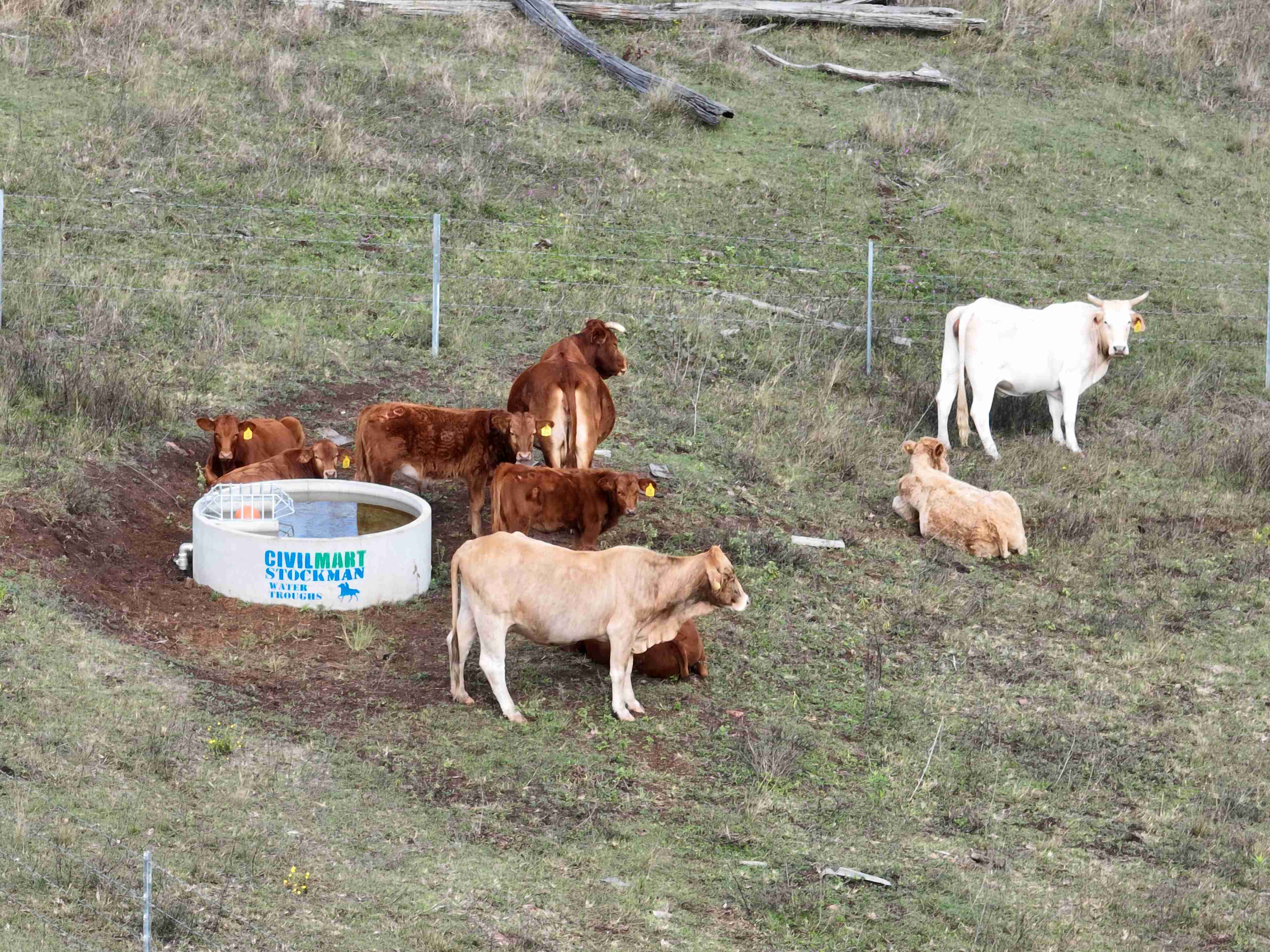 mid bris cows