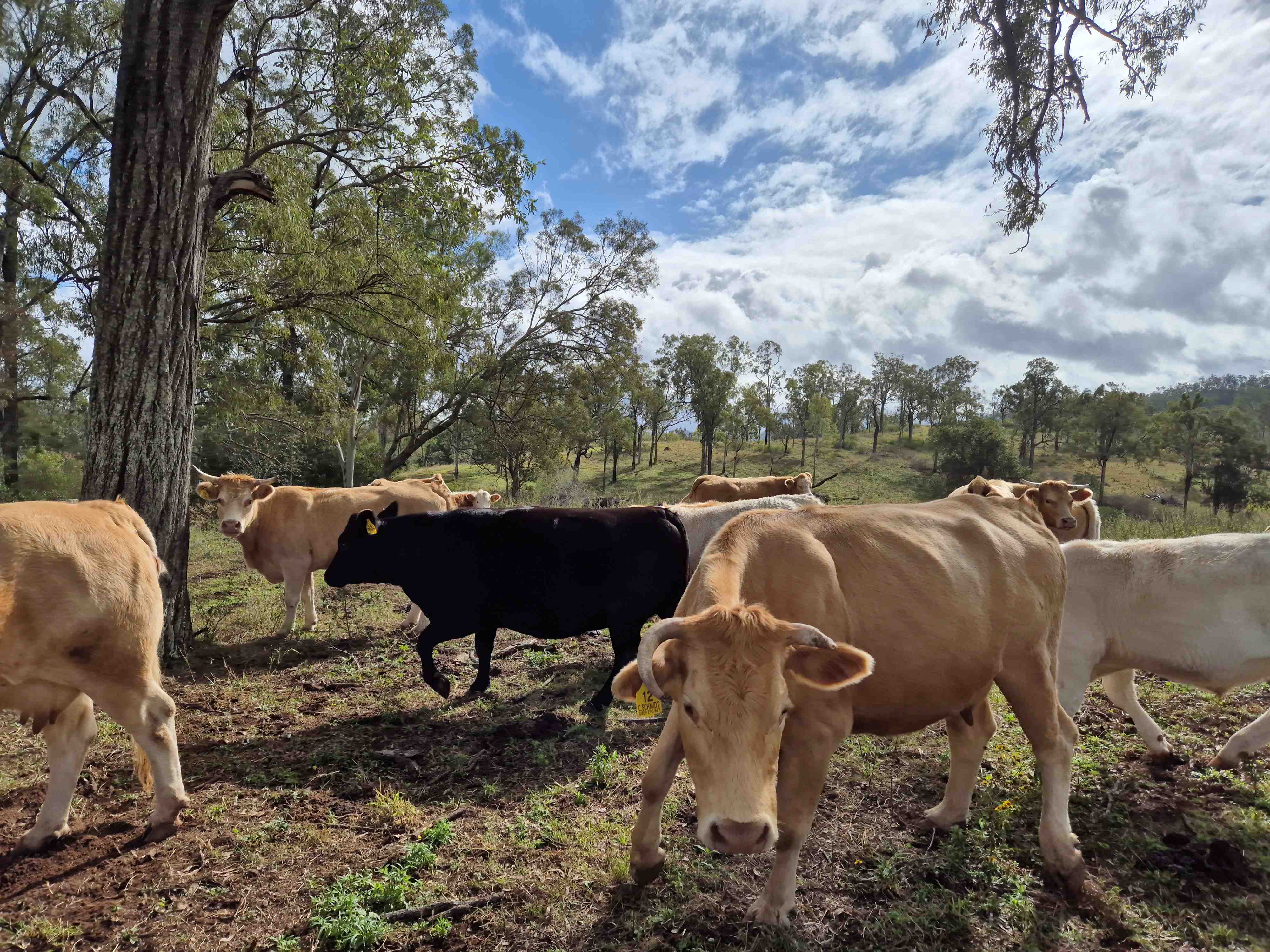 mid bris cows 2
