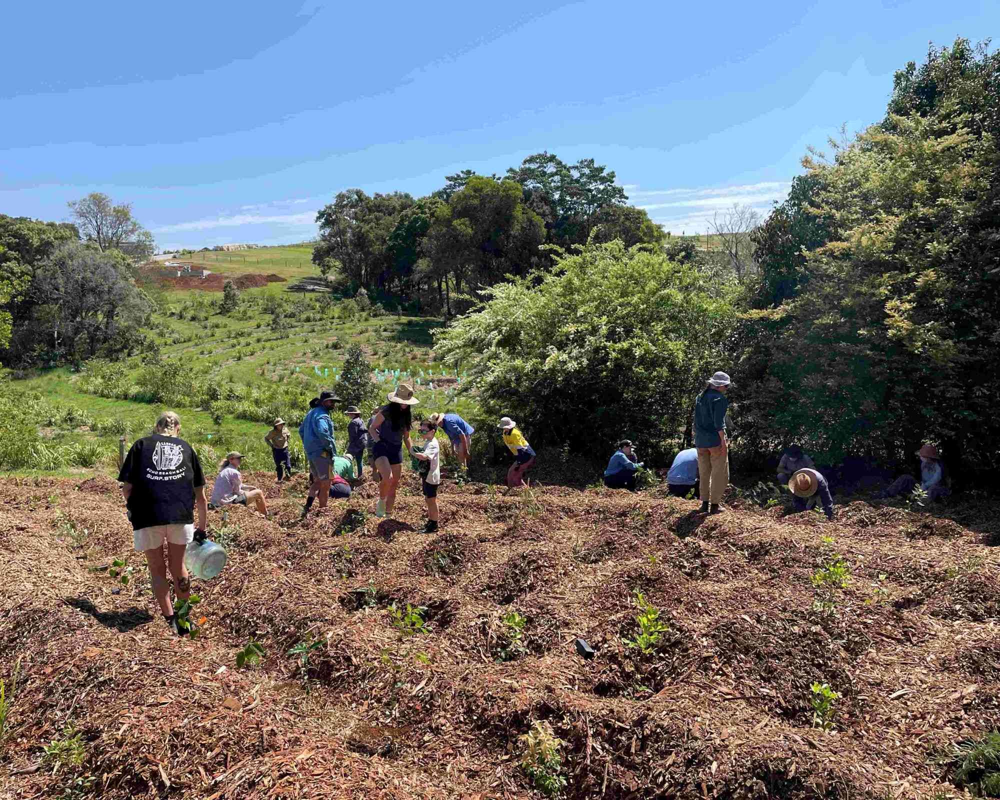 Community planting day to protect the endangered Southern Pink Underwing Moth