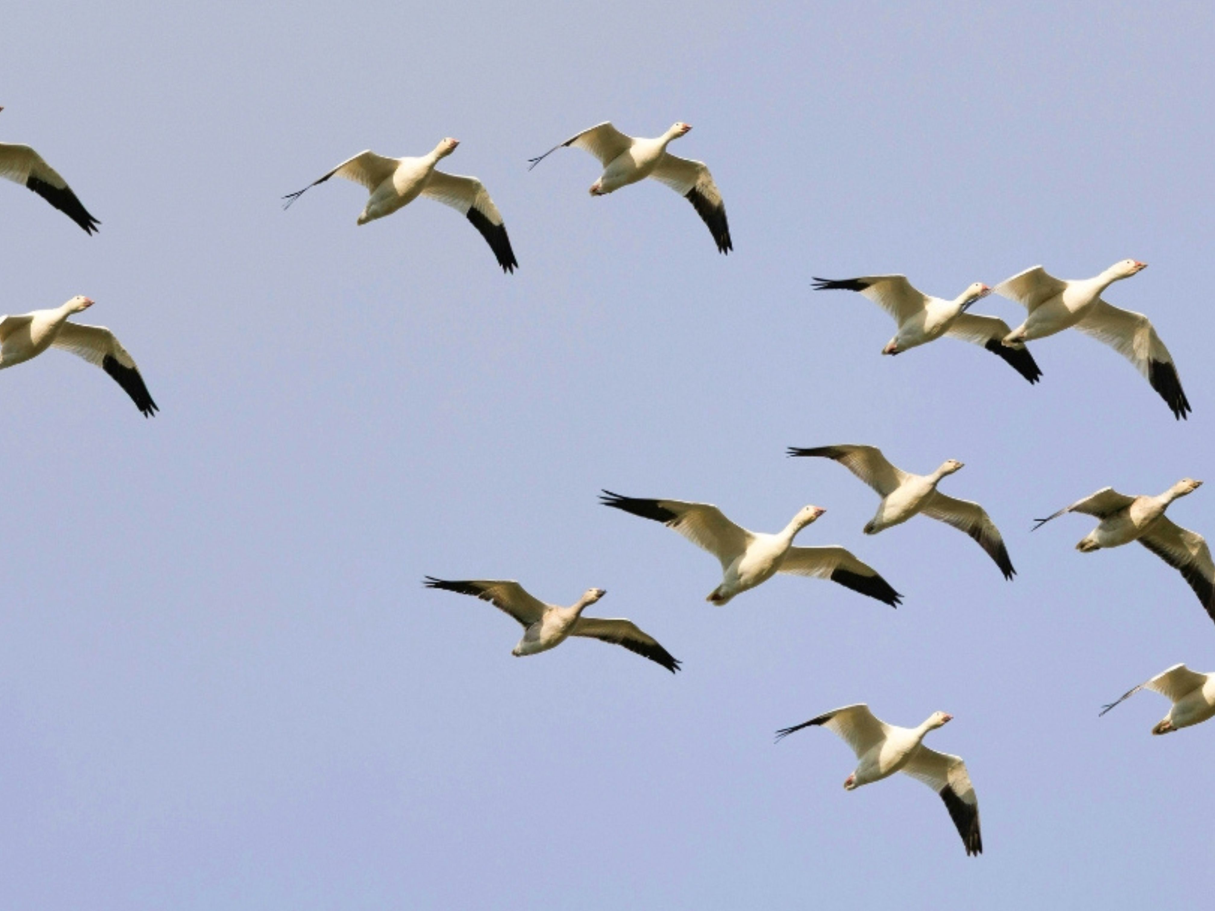 H5 bird flu – what to look out for and how you can help
