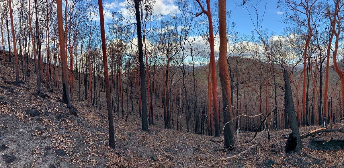 Bushfire recovery project