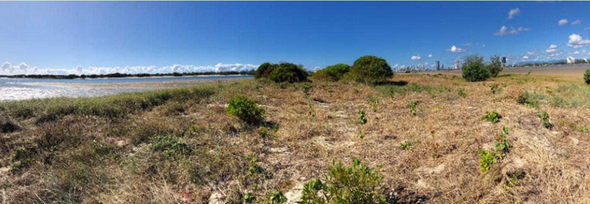 Curlew Island Restoration project