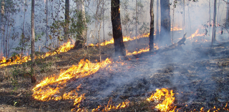 Integrated Fire Management Strategy on Moreton Island