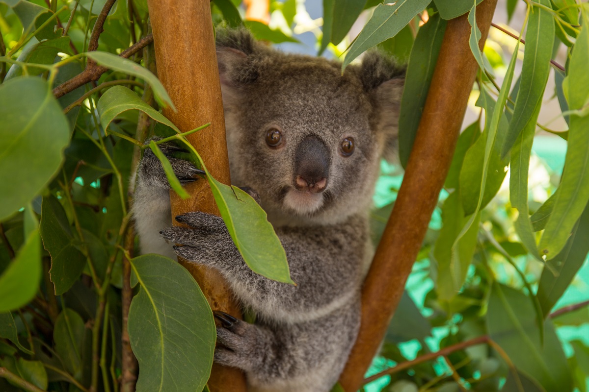 Protecting Koalas