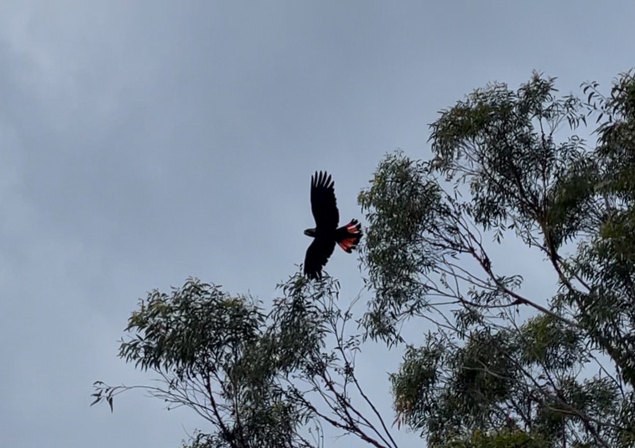 UW_Maleny wetlands photo from drone