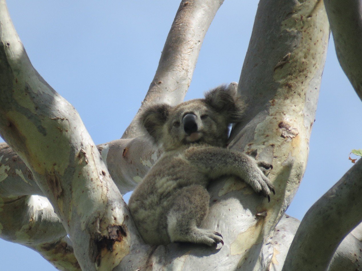 Example of project similar to living landscapes low