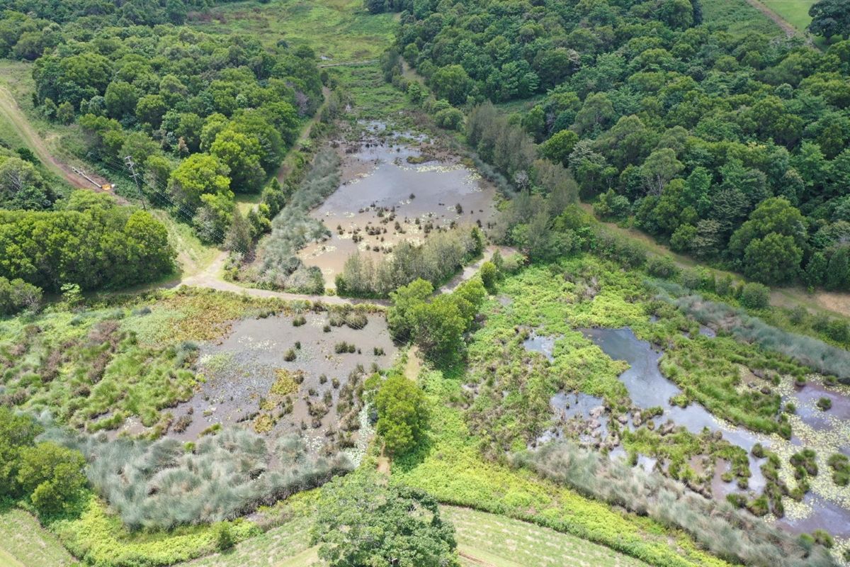 UW_Maleny wetlands photo from drone