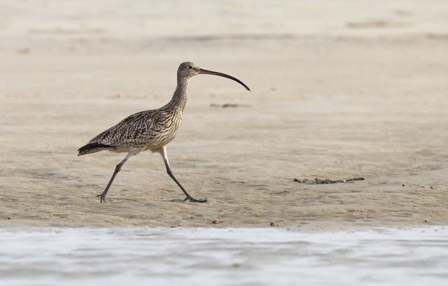 Eastern Curlew on the beach