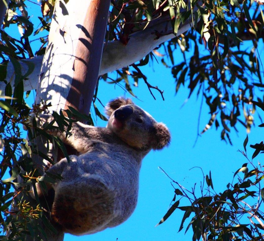 Koala on a tree with blue sky in background