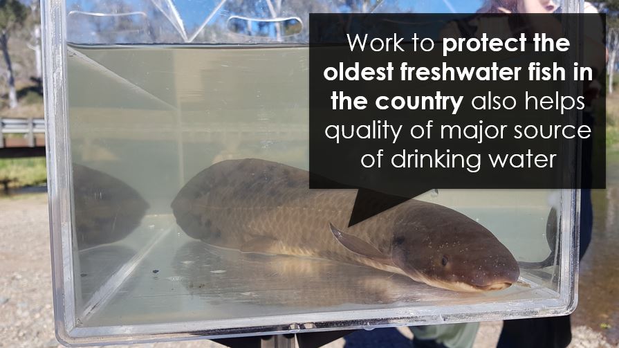 Lungfish in a tank