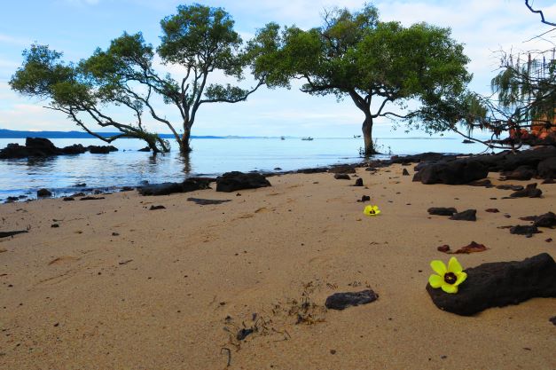 Ramsar wetlands photo with beach, tree and yellow flowers