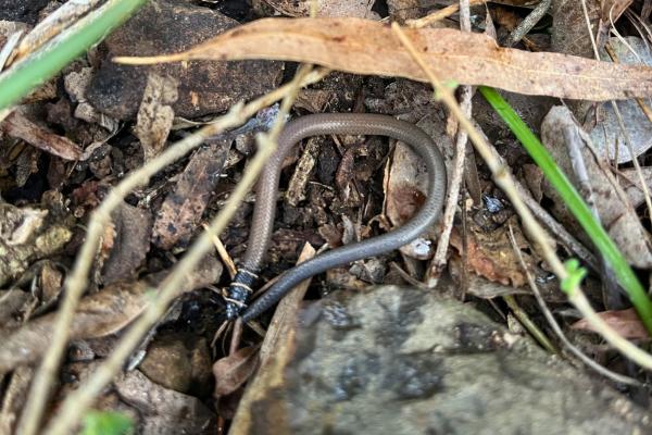 Protecting the collared delma in South East Queensland