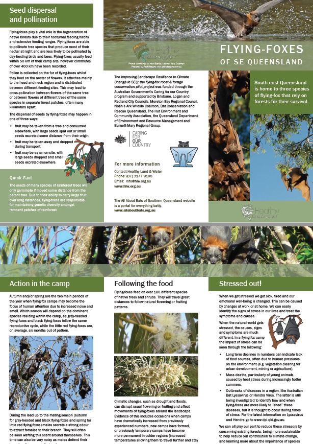 Flying foxes of South East Queensland - Factsheet