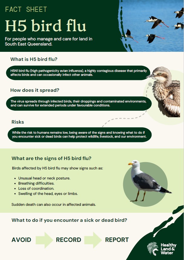 H5 bird flu fact sheet